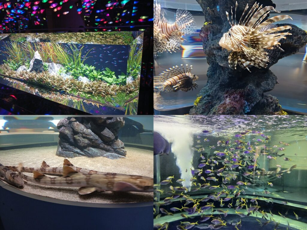 アトア 水族館