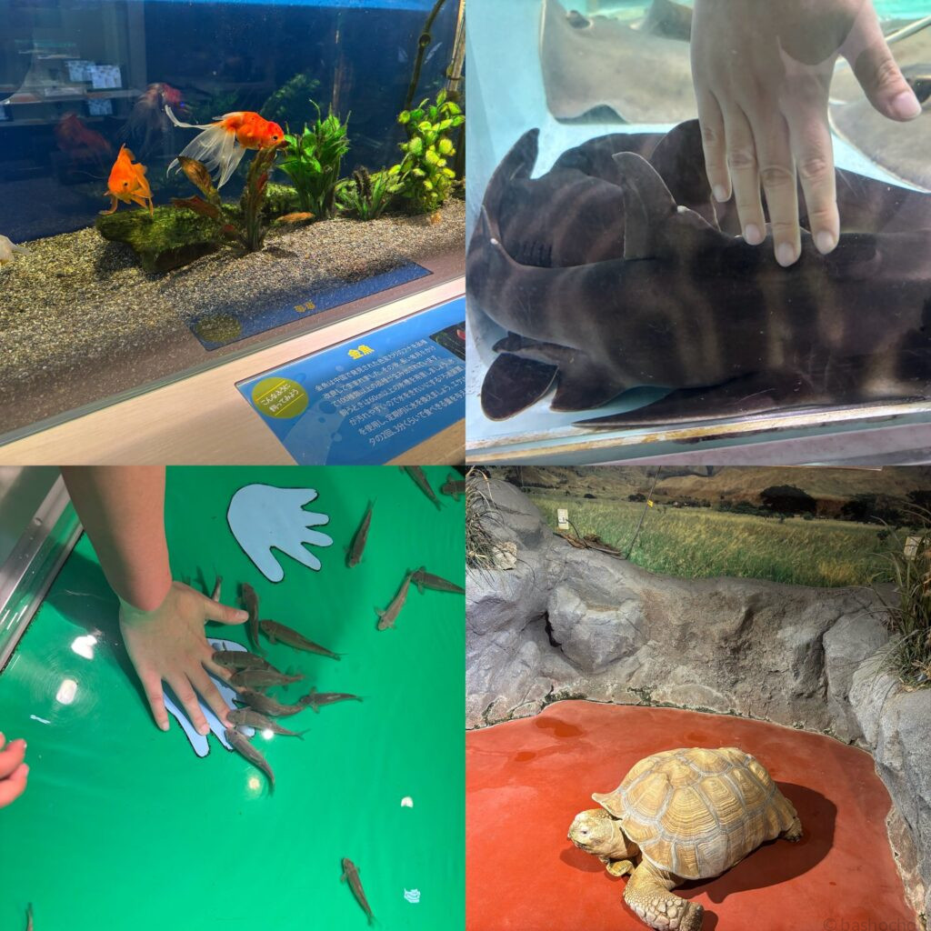 姫路市立水族館