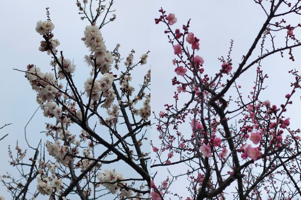 世界の梅公園