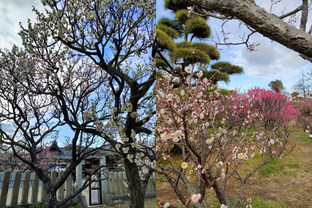 曽根天満宮 梅林