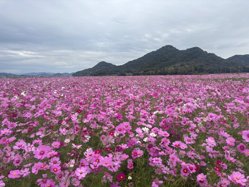 馬場コスモス畑