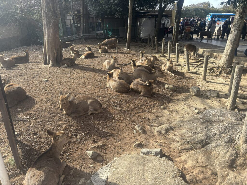 奈良公園