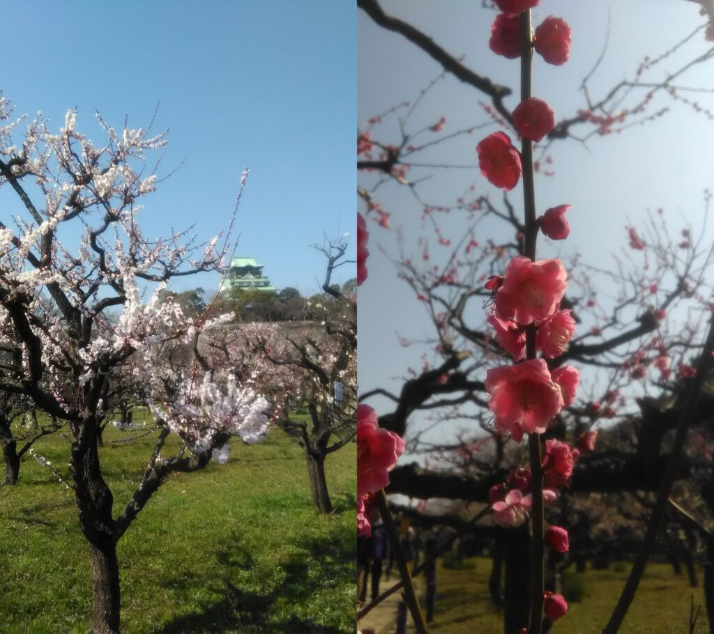 大阪城梅林