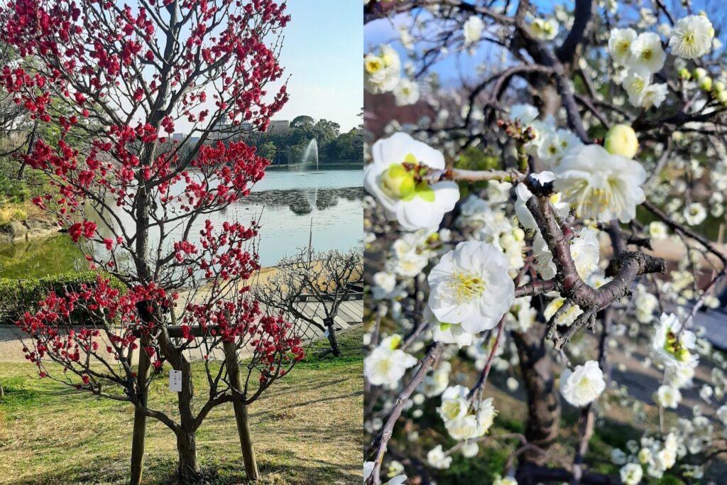 長居植物園