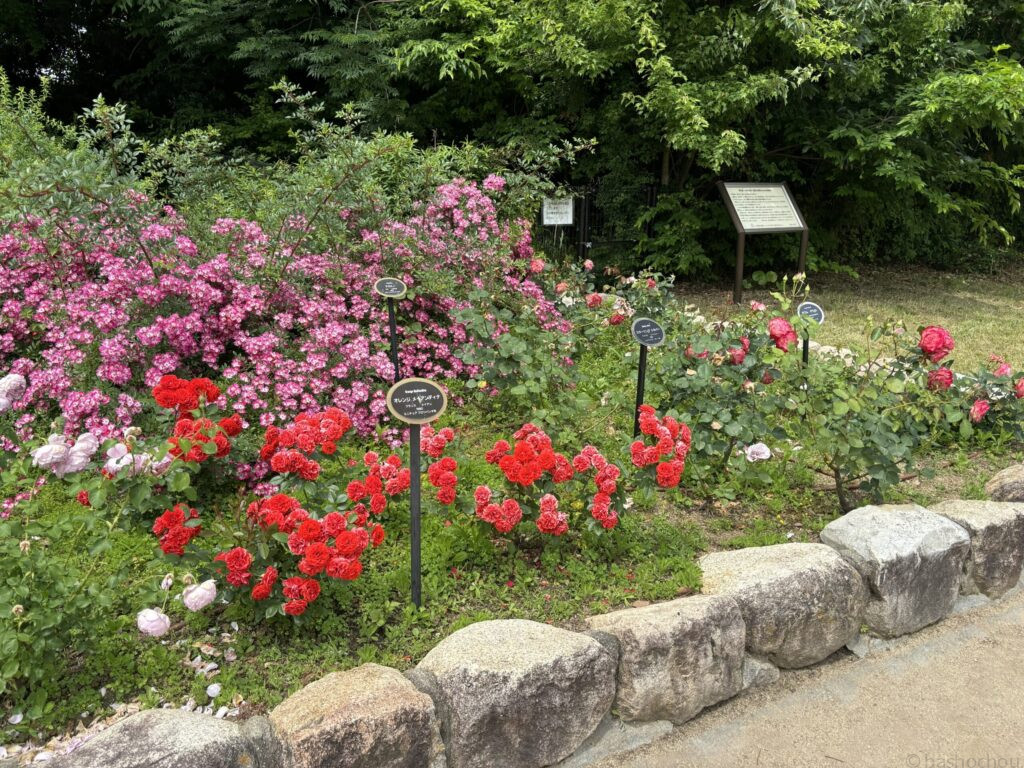 靱公園 バラ園