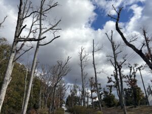 日岡山公園