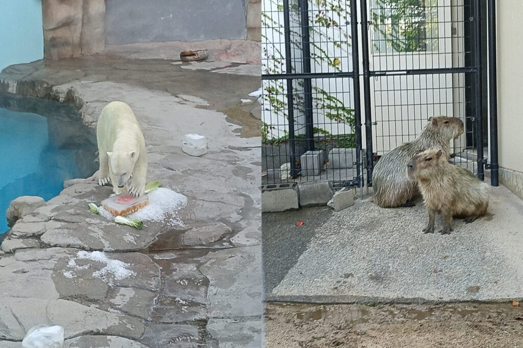 王子動物園