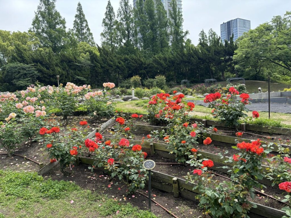 靱公園 バラ園