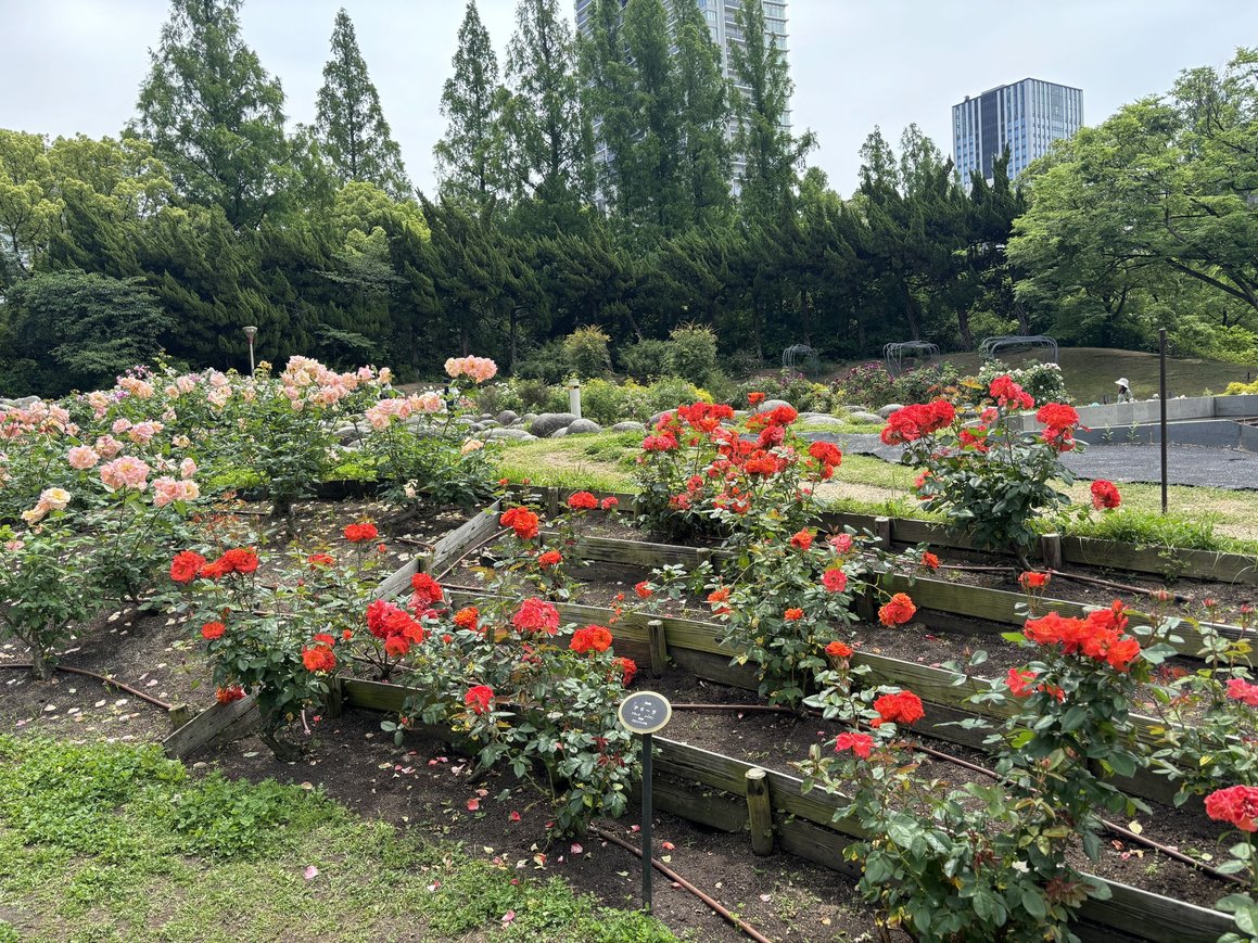 靱公園 バラ園