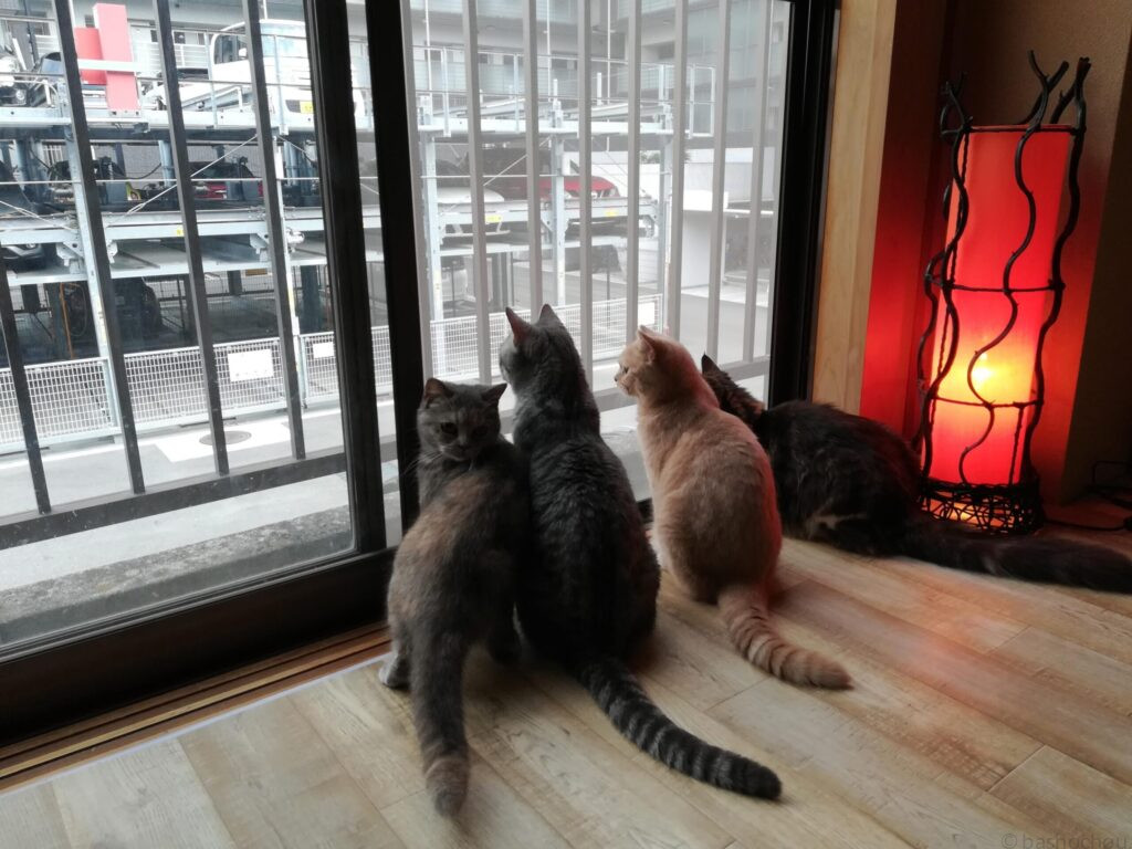 猫カフェぐるぐる堂 梅田店