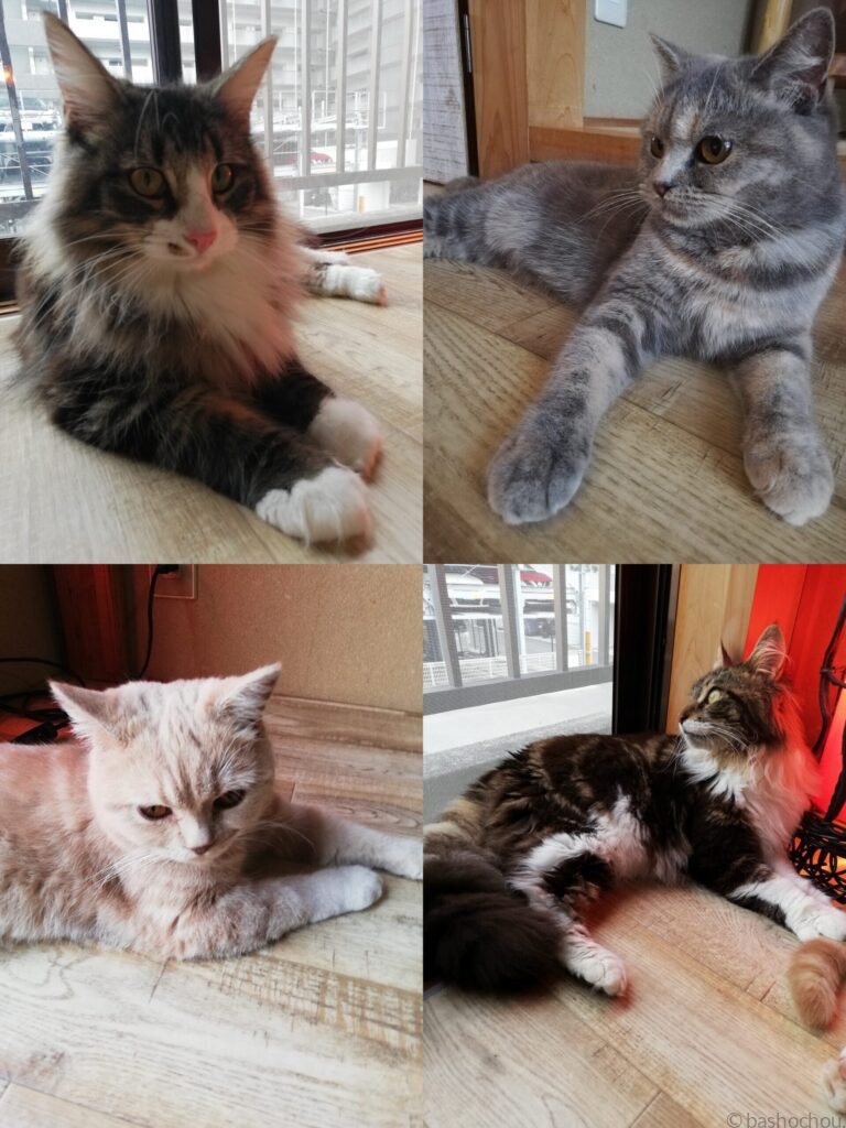 猫カフェぐるぐる堂 梅田店
