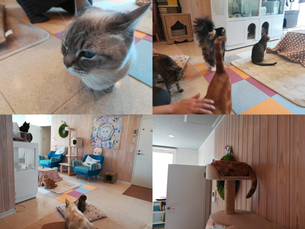 猫の時間 セカンドハウス