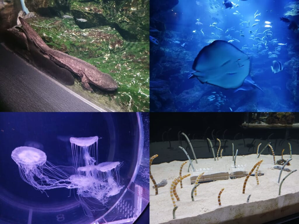 京都水族館